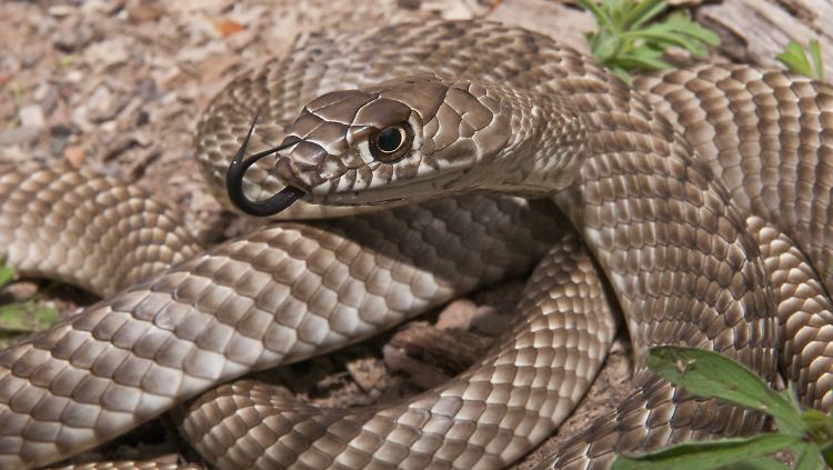 Hat in Gefahrensituationen den notwendigen Durchblick: die Kutscherpeitschennatter (Masticophis flagellum).