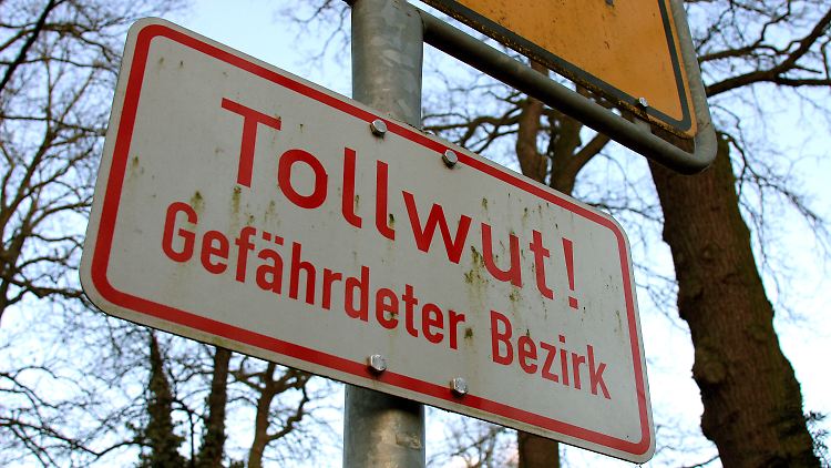 Die Krankheit wird durch Hunde, Fledermäuse oder andere warmblütige Tiere übertragen.