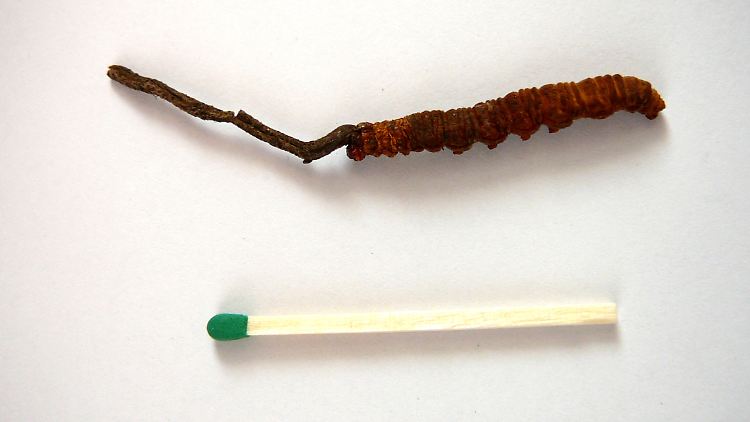 Im Größenvergleich: ein Streichholz und ein Raupenpilz, der aus einer abgestorbenen Raupe herauswächst.