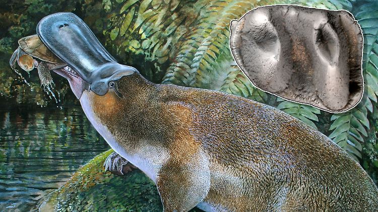 So stellen sich die Forscher das Riesen-Schnabeltier vor - das kleine Bild ist eine Skizze des gefundenen Zahns.