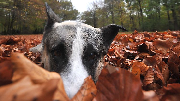 Hundewetter? Mischling Ivi versteht viel davon.