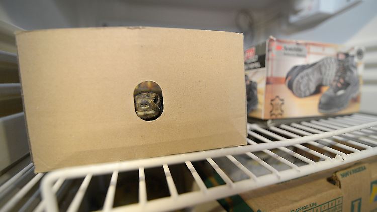Der Kühlschrank ist ein geeigneter Ort, um Schildkröten sicher über den Winter zu bringen.
