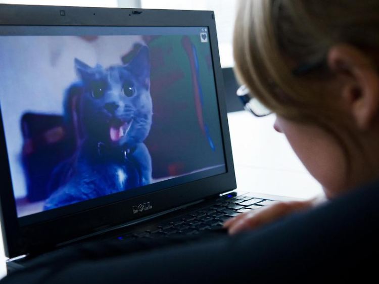 Katzenvideos statt Tabellenkalkulation: Unterhaltsame Ablenkung ist im Netz oft nur einen Mausklick weit entfernt.