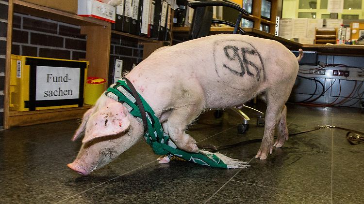 Schwein gehabt: Das Tier wäre in Hannover beinahe angefahren worden.