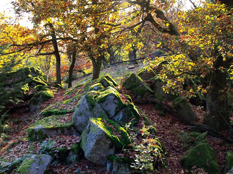 Auf dem Weg zur Burgruine Koppenstein müssen Wanderer einen kernigen Anstieg bewältigen.
