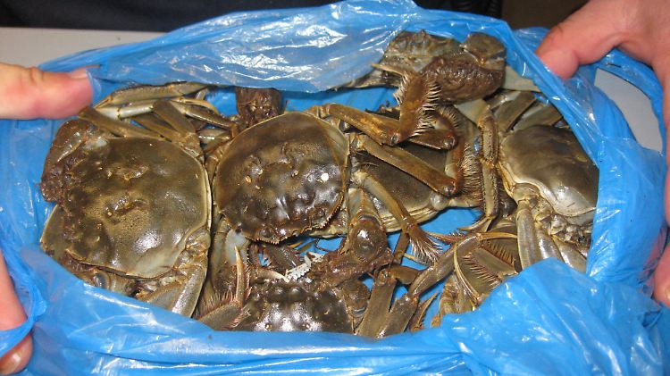 Wollhandkrabben gelten in China als Delikatesse.