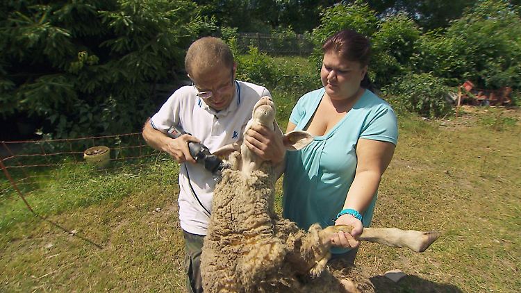 Steffen und Nicole beim gemeinsamen Schäfchenscheren.