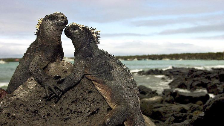 Die Galapagos-Inseln und 136 weitere Naturschutzgebiete sind für die Arterhaltung von vielen Tieren unersetzlich, berichten Forscher.