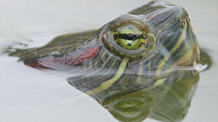 Junge Rotwangen-Schmuckschildkröten sind sehr beliebt. Wenn sie größer werden, werden sie oft ausgesetzt.