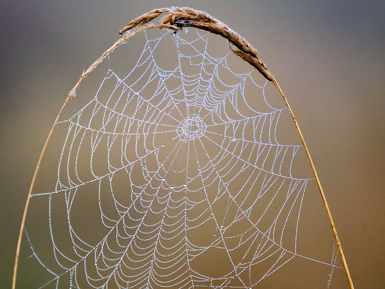Das Besonderen an Spinnenseide: Sie ist flexibel und reißfest zugleich.