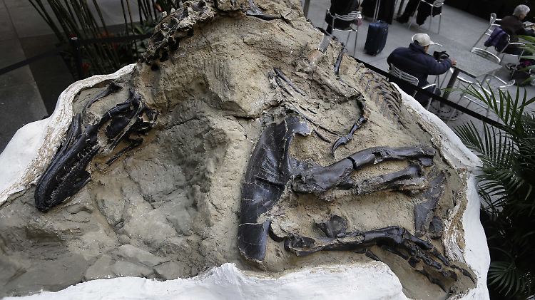 Nanotyrannus lancensis, einer der beiden Dino-Duellanten, war mit T-Rex verwandt.