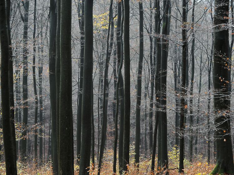 Gern herangezogener Vergleich für das Olberssche Paradoxon: der Wald. Wohin man auch schaut, früher oder später fällt der Blick auf einen Baum. So wäre es auch mit den Sternen, wenn nicht ...