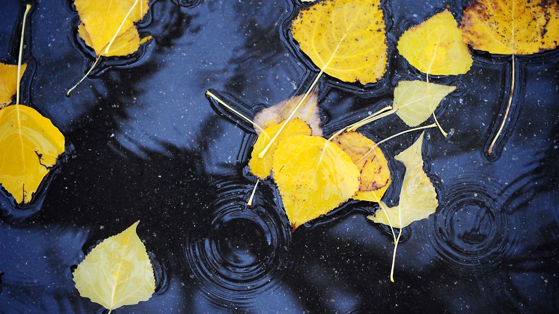 Nur der Norden Deutschlands wird vom Regen verschont. 