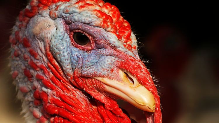 Symbolvogel eines der wichtigsten Familienfeste in den Vereinigten Staaten: Der Truthahn gehört fest zu "Thanksgiving".