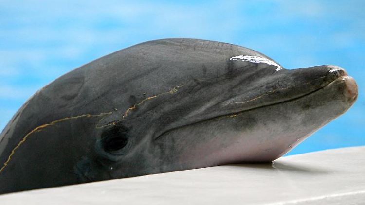 Den Tieren zuliebe: Urlauber sollten sich gut überlegen, ob sie eine Delfinshow besuchen wollen. Foto: Daniel Karmann