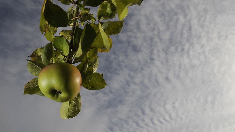 Der Apfel ist eine ganz besondere Frucht.