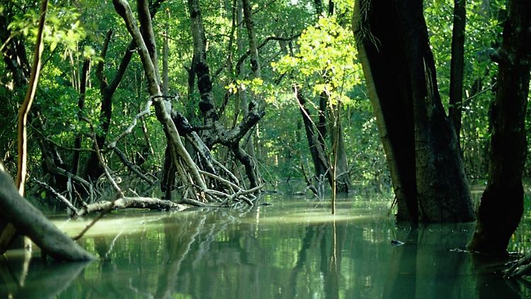 An der Grenzlinie zwischen Land und Wasser: Mangroven.