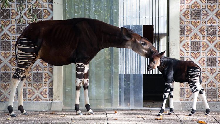 Der Zoo in Antwerpen konnte sich 2012 über Okapi-Nachwuchs freuen.
