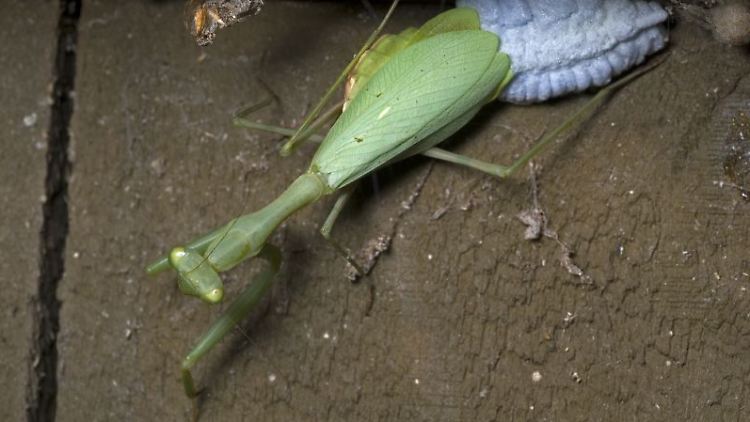 Die südafrikanische Gottesanbeterin (Miomantis caffra) hat bereits einen Großteil der neuseeländischen Männchen verspeist.