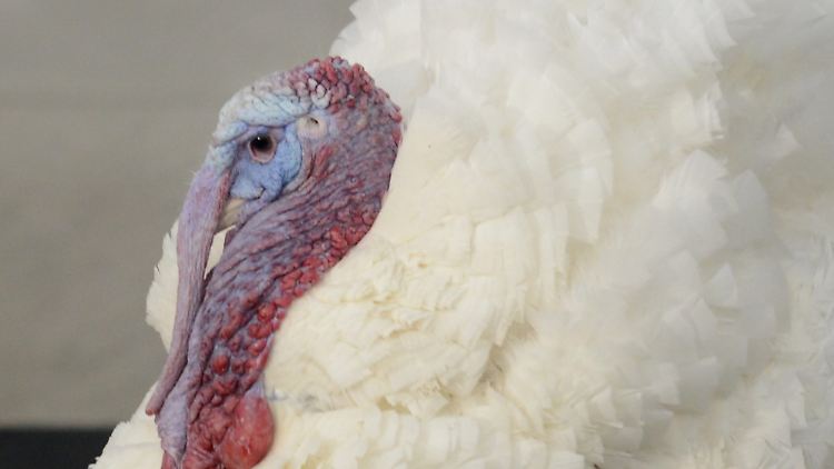 Symbol eines Feiertags mit großer familiärer Bedeutung: In den USA zählt der Truthahnbraten zu Thanksgiving wie der Christbaum zu Weihnachten.