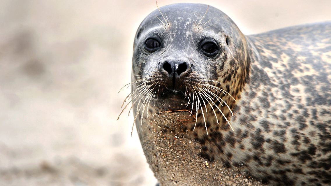 Seehund "Trudi" am Hauptstrand des Ostseebades Eckernförde. Dieser "Urlaubsgast" dürfte einzigartig sein für das gesamte baltische Meer.