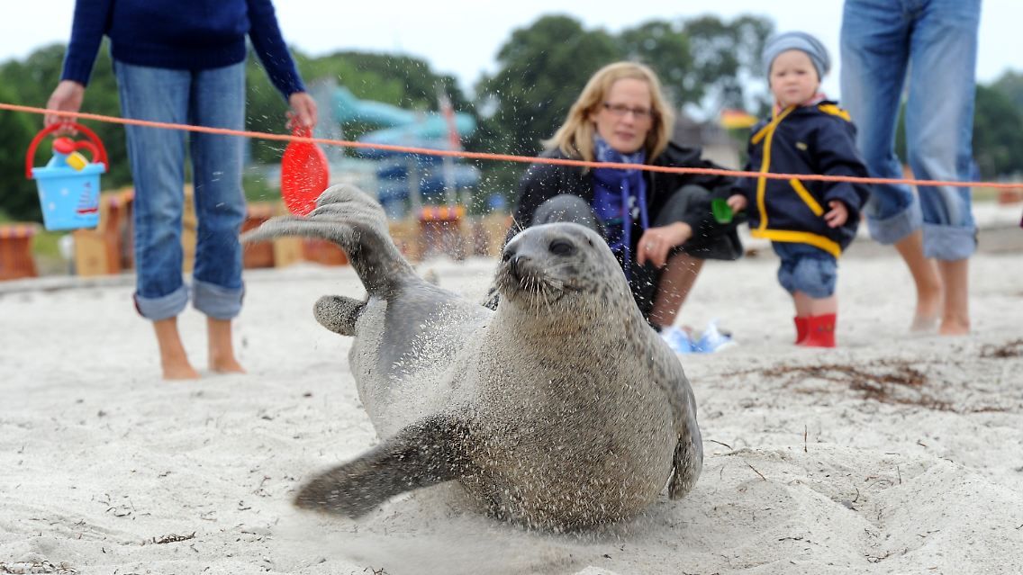 "Trudi" lässt es sich mitten in der Hauptsaison am touristischen Hauptstrand gutgehen.