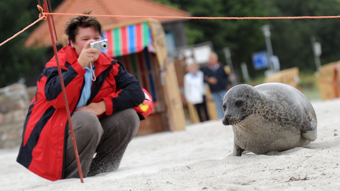 "Trudi" ist zur Touristenattraktion geworden.