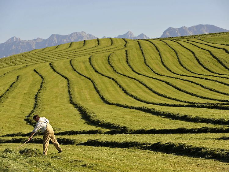 Landwirt auf einem Feld bei Seeg im Ostallgäu (Schwaben). Das Allgäu lockt jedes Jahr hunderttausende Touristen.