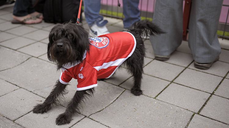 Tja, liebe Braunschweiger - selbst die Schoßhündchen sind auf der Seite der Bayern.