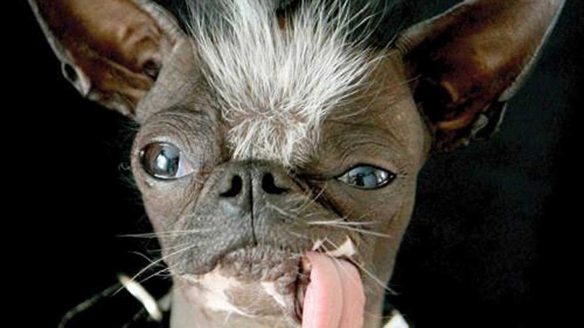 2013-12-01T015250Z_423592852_GM1E9C10R3Y01_RTRMADP_3_USA-NEWJERSEY-UGLYDOG.JPG309070524659255266.jpg