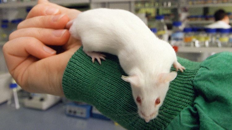 Eine Labormaus