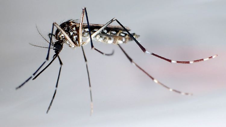 Die exotisch aussehende Aedes aegypti ist ein Überträger für die gefährlichen Dengue- und Gelbfieberviren.