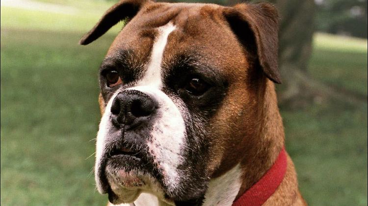 Der "beste Freund des Menschen" hat knapp 20.000 Gene und damit etwas weniger als Herrchen oder Frauchen, haben Forscher 2005 herausgefunden. Für das Hundegenom stand die Boxerdame Tasha Modell.
