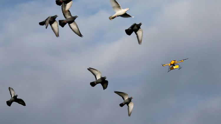 Der Himmel gehört längst nicht mehr den Vögeln allein: Auf seinem Jungfernflug ließ sich der "Paketkopter" von einer Schar wilder Stadttauben begleiten.