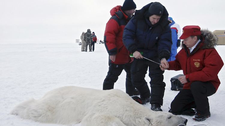 Auf dem Franz-Josef-Archipel im arktischen Ozean misst Putin im April 2010 einen betäubten Eisbären.