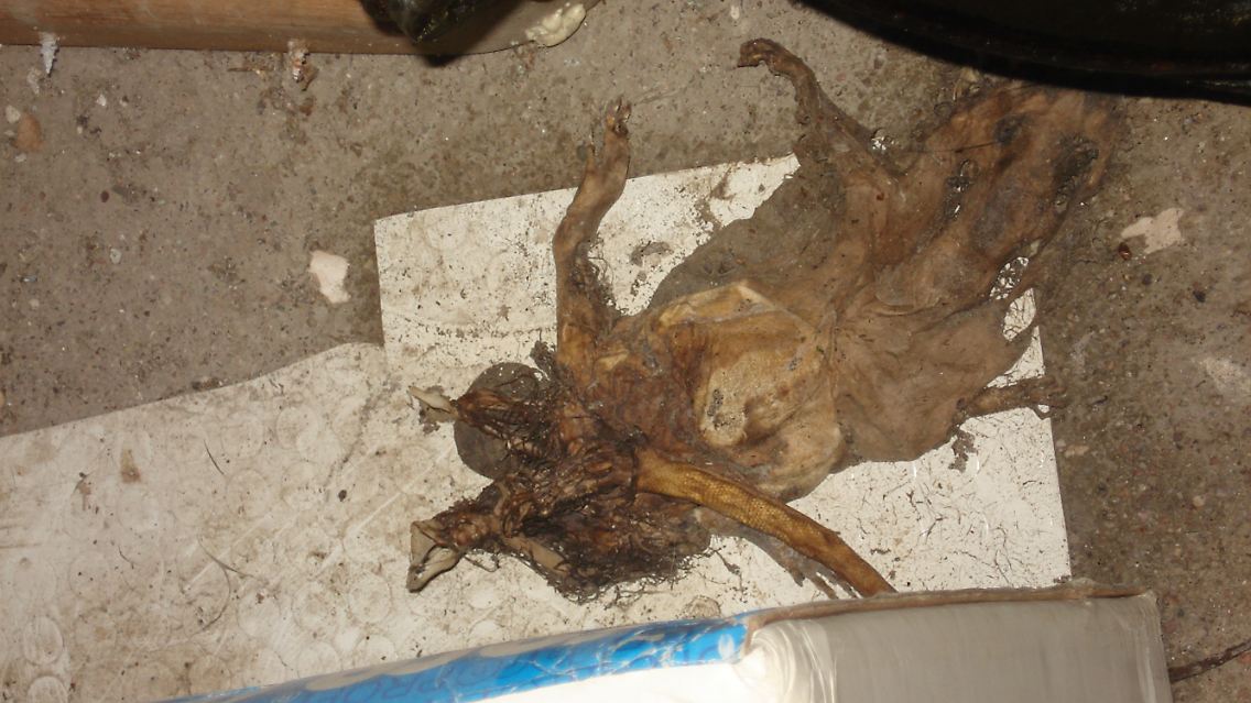 Totgetreten und vergessen? Eine mumifizierte Ratte in einem Lebensmittelbetrieb.