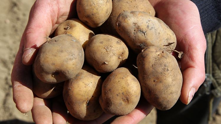 Kartoffeln sind ebenso wie Paprika, Tabak und Tomaten Nachtschattengewächse.