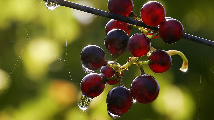Die Trauben erreichen durch wärmere Temperaturen die Vollreife. 