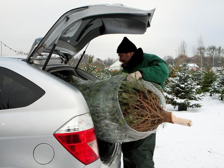 Ab in den Kofferraum: so schaffen viele den Weihnachtsbaum nach Hause. Fehler beim Transport können aber teuer werden.