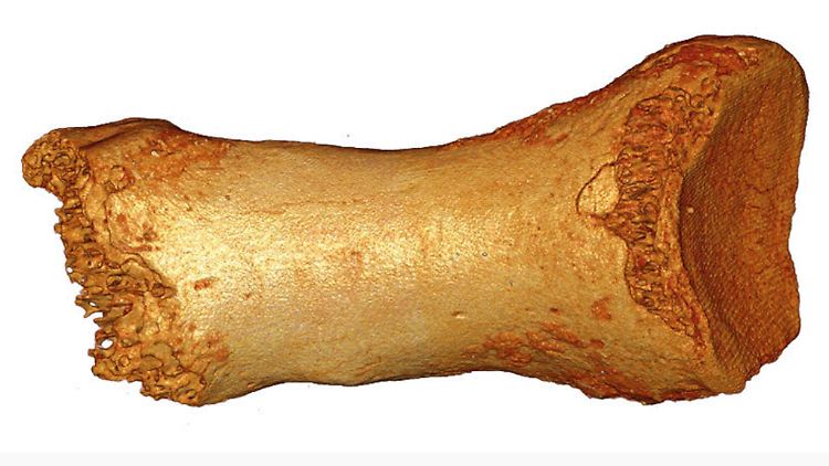 Zehenknochen einer Neandertalerfrau, der in der Denisova-Höhle im russischen Altaigebirge nahe der Grenze zu Kasachstan und der Mongolei ausgegraben wurde.