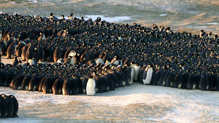 Während die Pinguinweibchen auf Jagd sind, schützen die Männchen dichtgedrängt den Nachwuchs.
