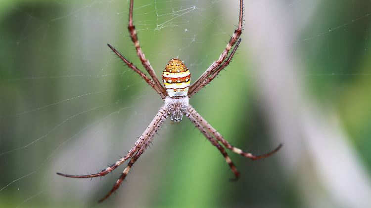 Lässt nicht jeden ungeschoren auf ihr Netz: Die weibliche Wespenspinne (Argiope keyserlingi).