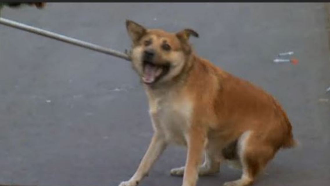 hund.JPG