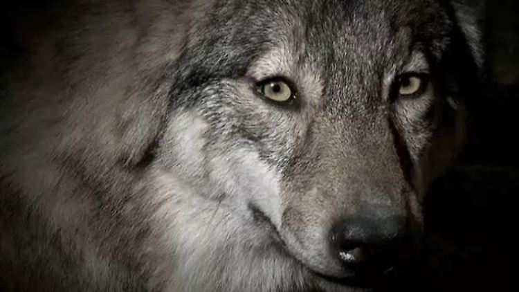 Wölfe - viele Menschen haben Angst vor ihnen und sähen sie lieber im Zoo als in der freien Natur.