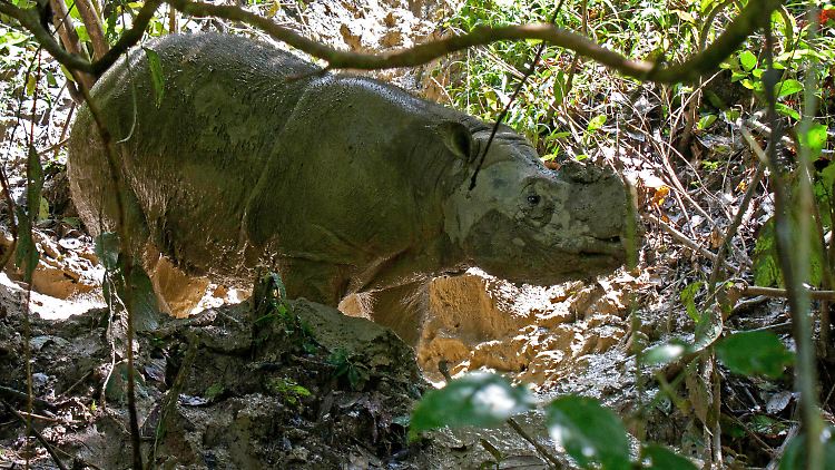 Ein Nashorn in der Schutzstation Tabin bei Lahad Datu im Urwald von Borneo: Die Wildnis der zu Malaysia gehörenden Insel ist berühmt für seltene Tierarten. Einige leben ausschließlich dort.