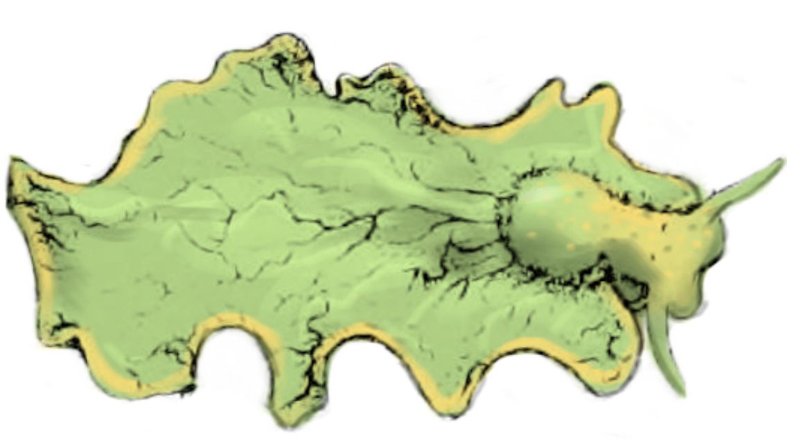 Die Form der Elysia chlorotica erinnert an ein Blatt.