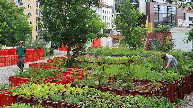 Die Prinzessinnengärten in Berlin sind nur ein Beispiel für den Trend zum Urban Gardening.
