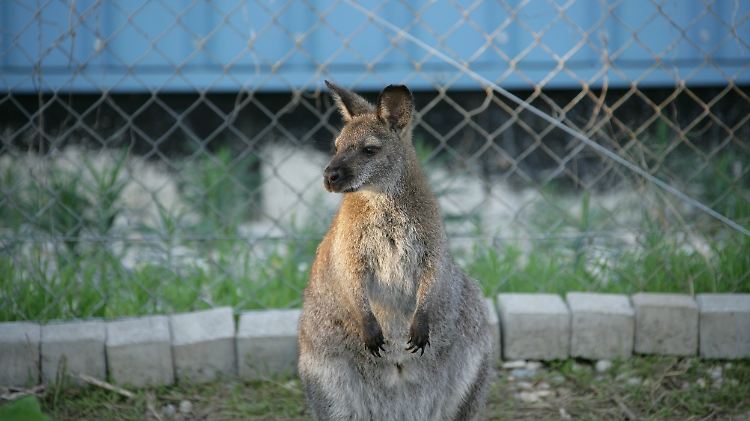 Känguru Sally, aufgenommen in Kenzingen, bevorzugt das Leben in Freiheit.
