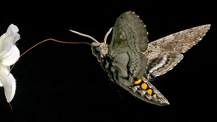 Ein vierflügeliger Tabakschwärmer (Manduca sexta) taucht seine Zunge in eine Blüte.