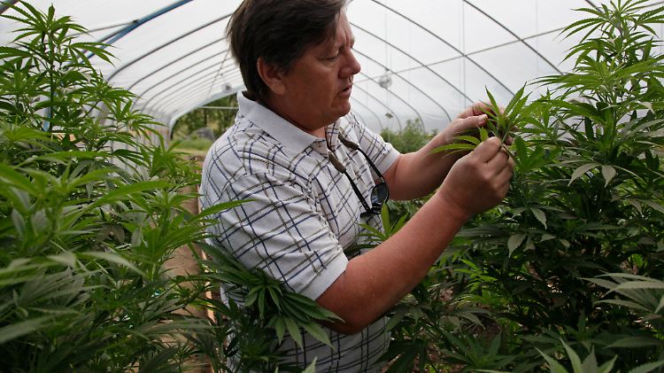 Bisher diente der Cannabis-Anbau in den USA offiziell nur medizinischen Zwecken. 